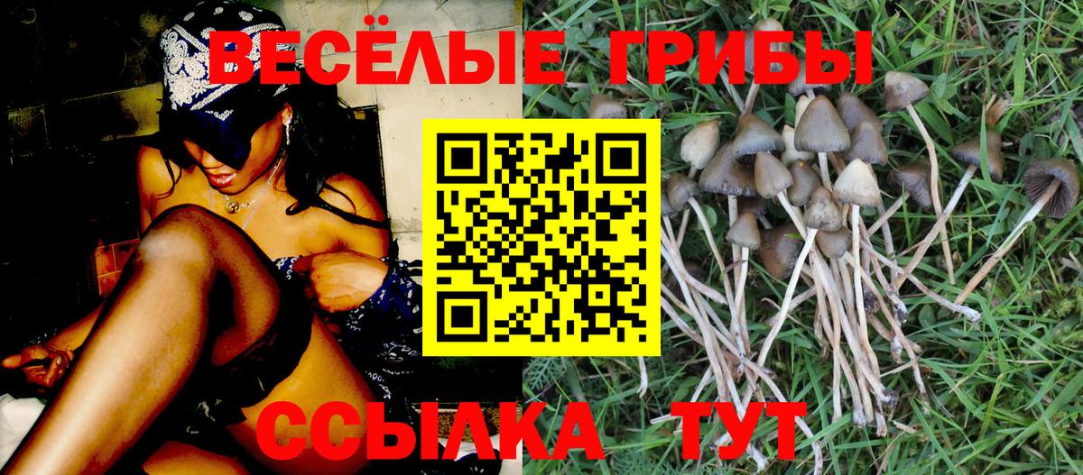 Галлюциногенные грибы Psilocybine cubensis Междуреченск